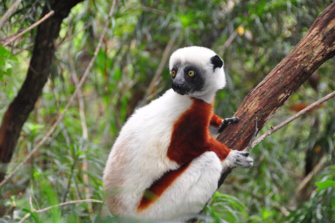 3-Day Private Tour to Andasibe National Park - What the $1,337.06 price includes