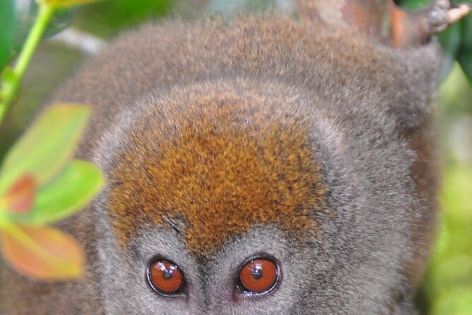 3-Day Private Tour to Andasibe National Park - Who will enjoy this Andasibe trip most