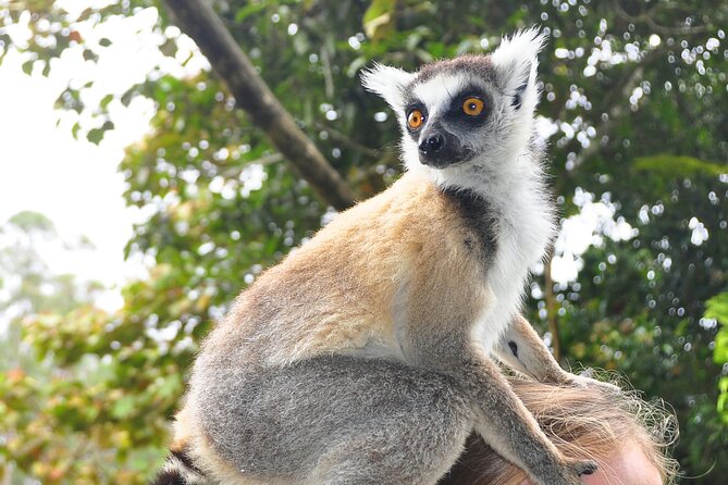 3-Day Private Tour to Andasibe National Park - Practical booking advice