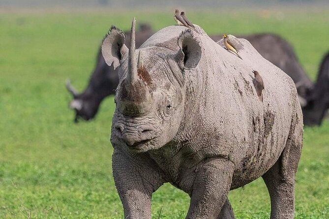 3 Day Safari to Serengeti National Park and Ngorongoro Crater - Day one: the long road to Seronera