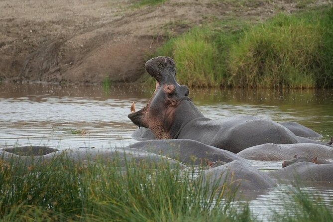 3 Day Safari to Serengeti National Park and Ngorongoro Crater - Day three: down into Ngorongoro Crater