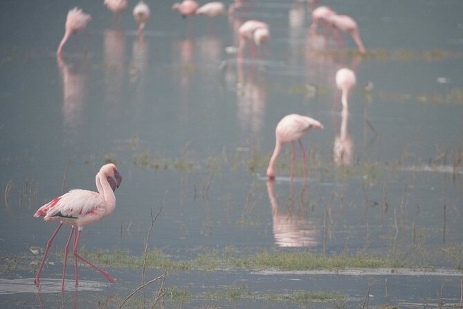 3 Day Safari to Serengeti National Park and Ngorongoro Crater - Wildlife expectations and the Great Migration