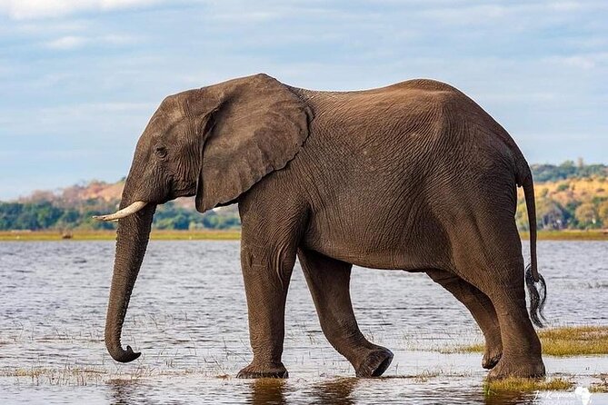3 Day Safari to Serengeti National Park and Ngorongoro Crater - Day two: a morning game drive, then Ngorongoro