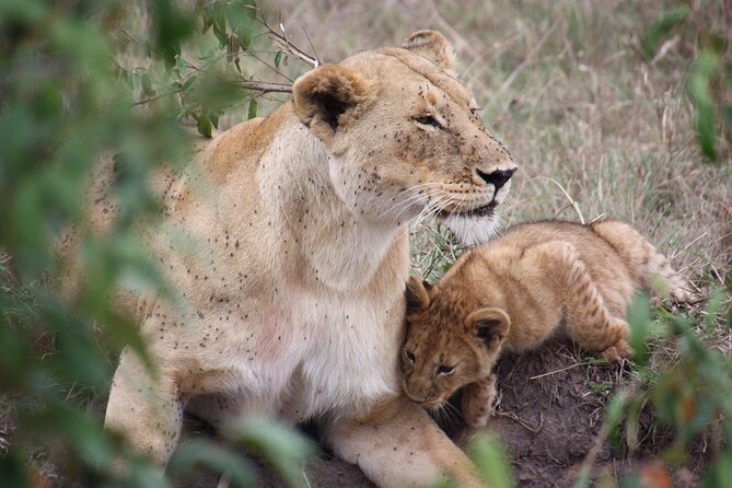 3-Day Safari Tour in two National Parks - Key points to know before booking
