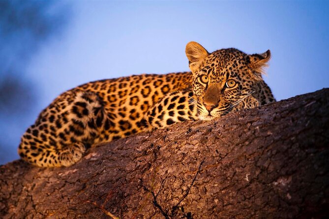 3-Day Safari Tour in two National Parks - Tsavo East brings the red-soil safari