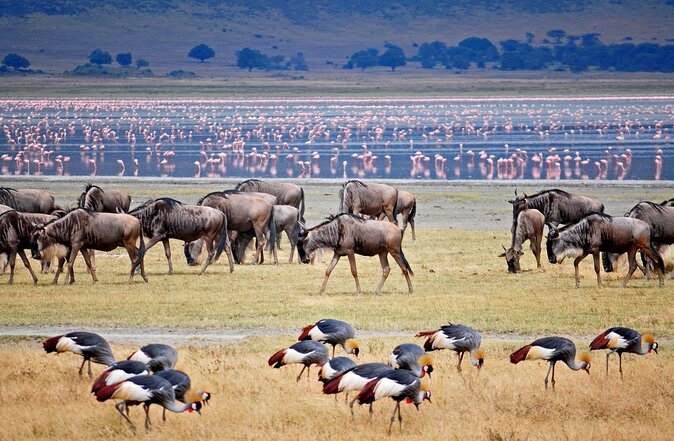 3-Day Safari Tour to Tarangire National Park, Lake Manyara National Park and Ngorongoro Crater from Arusha - Key points to know before booking