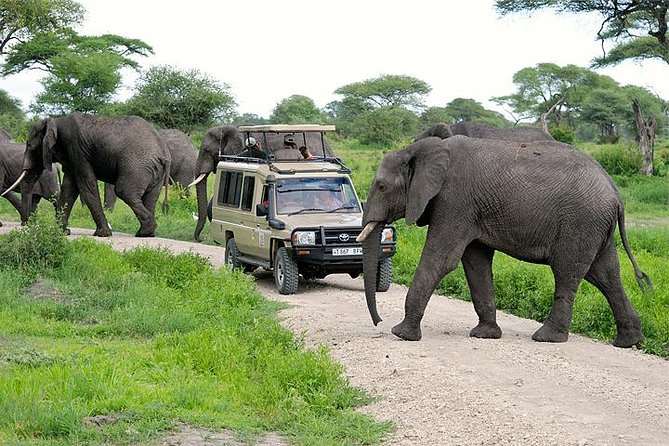 3-Day Safari Tour to Tarangire National Park, Lake Manyara National Park and Ngorongoro Crater from Arusha - Three parks, one compact safari route