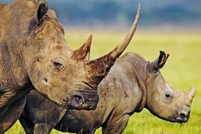 3-Day Safari Tour to Tarangire National Park, Lake Manyara National Park and Ngorongoro Crater from Arusha - Day three: Into the Ngorongoro Crater
