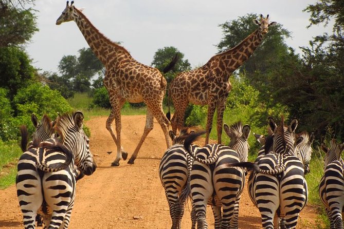 3-Day Safari Tour to Tarangire National Park, Lake Manyara National Park and Ngorongoro Crater from Arusha - What the pop-up roof changes