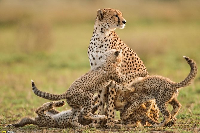 3-Day Safari Tour to Tarangire National Park, Lake Manyara National Park and Ngorongoro Crater from Arusha - Who will get the most from this safari