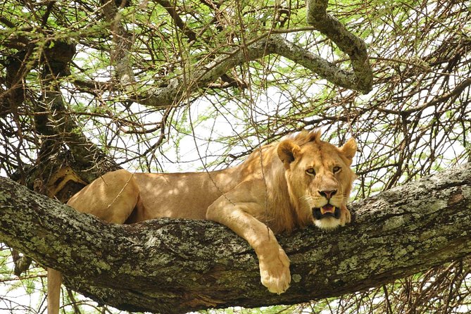 3-Day Safari Tour to Tarangire National Park, Lake Manyara National Park and Ngorongoro Crater from Arusha - Day two: Lake Manyara’s smaller scale