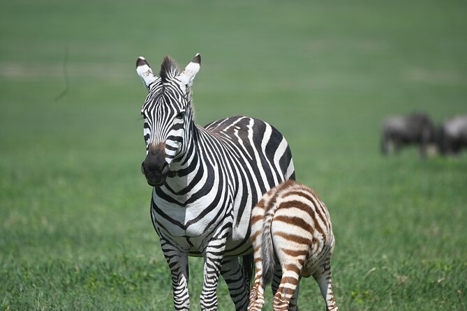3 Day Sharing Safari - Manyara, Ngorongoro Crater and Tarangire National Parks - What the $870 price really includes