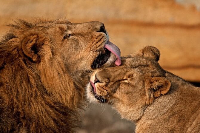 3 Day Sharing Safari - Manyara, Ngorongoro Crater and Tarangire National Parks - Practical booking advice