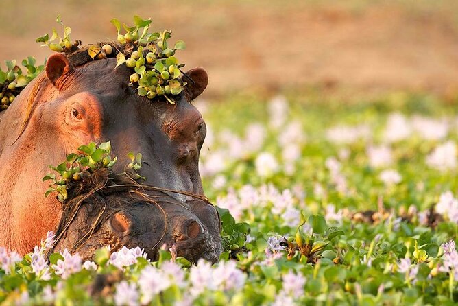 3-Day Taste of Tanzania Safari (Tarangire National park and Ngorongoro Crater) - Why this short Tanzania safari works