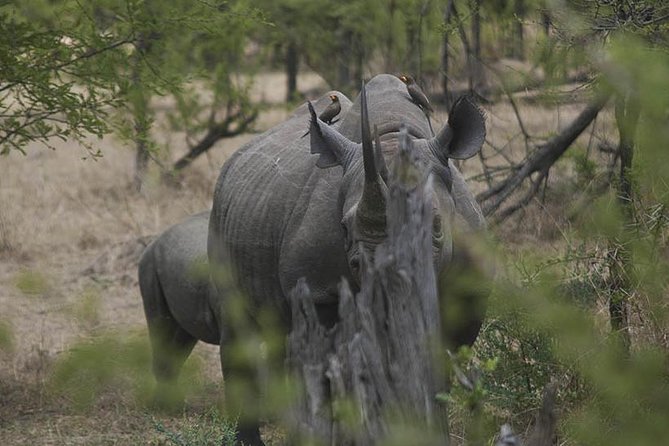 3-Day Taste of Tanzania Safari (Tarangire National park and Ngorongoro Crater) - What the $900 price really covers
