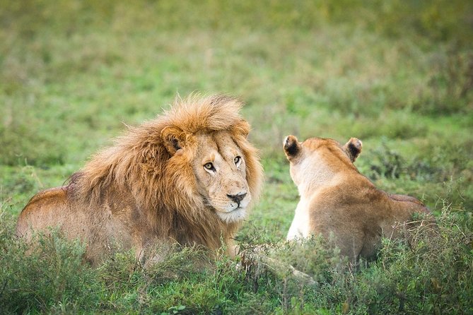 3-Day Taste of Tanzania Safari (Tarangire National park and Ngorongoro Crater) - Who should book this safari