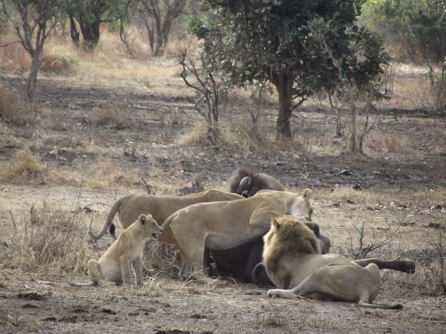 3 Days 2 Nights Amazing Masai Tour & Mikumi National Park - An afternoon with Maasai culture