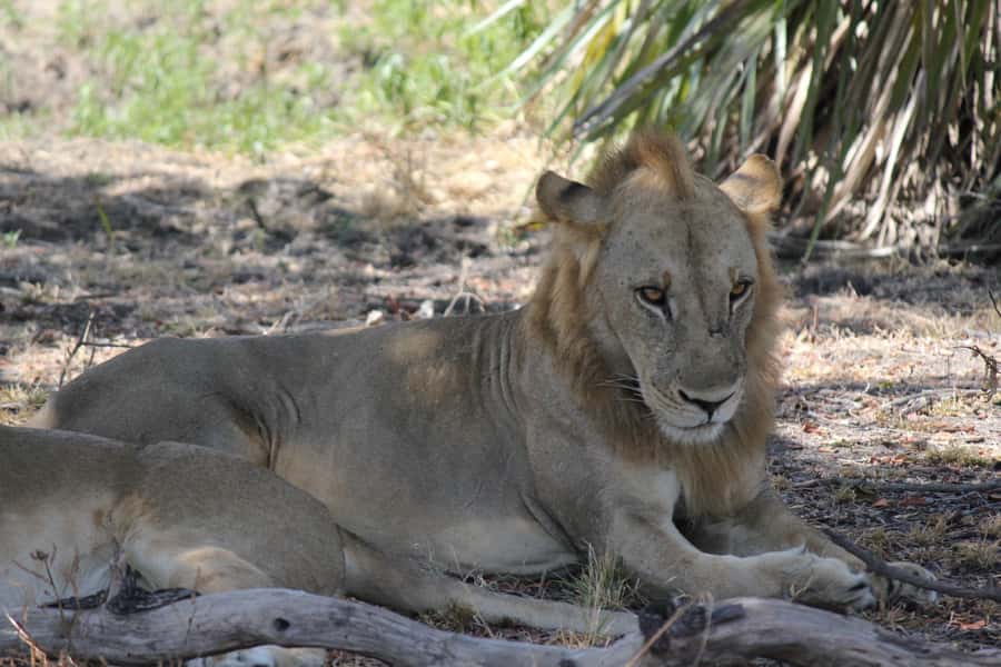 3 Days 2 Nights Amazing Masai Tour & Mikumi National Park - Booking details worth checking