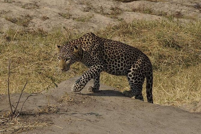 3 Days 2 Nights Mikumi National Park from Dar es salaam road trip - Day 3: A final morning in Mikumi and a late return