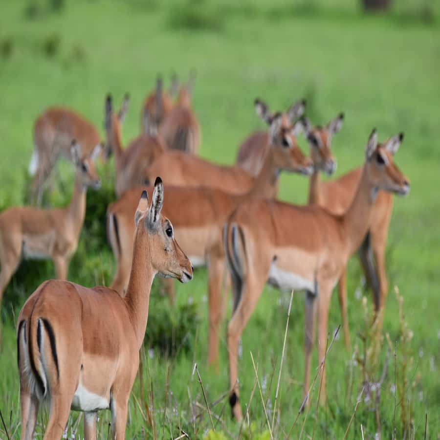 3 Days / 2 Nights Mikumi Safari by SGR Train from Zanzibar - Why this Zanzibar to Mikumi route makes sense