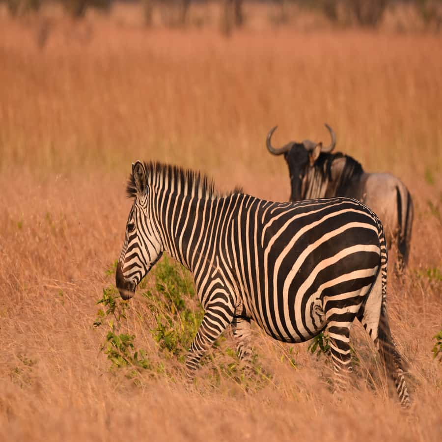 3 Days / 2 Nights Mikumi Safari by SGR Train from Zanzibar - The Maasai boma visit: worthwhile, but ask questions