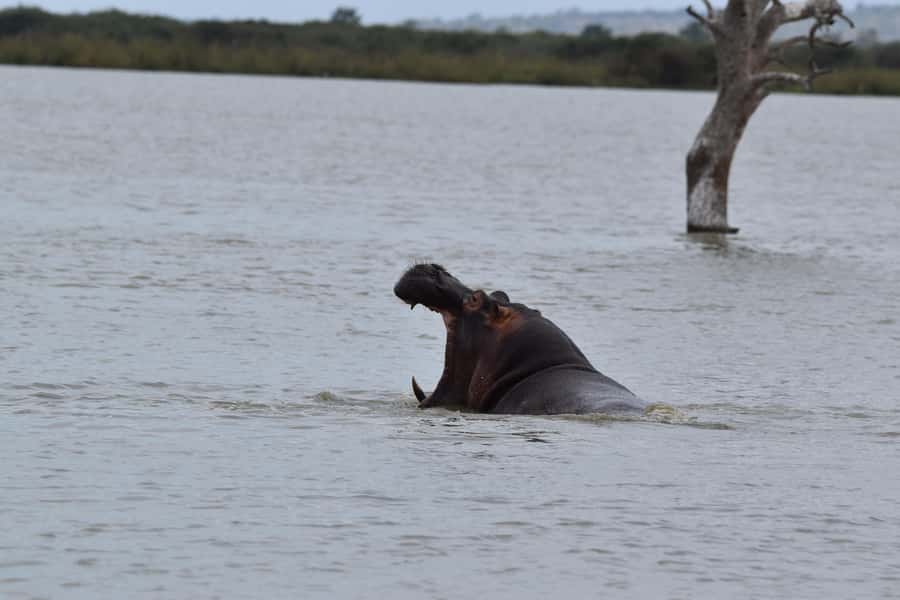 3 Days / 2 Nights Mikumi Safari by SGR Train from Zanzibar - What wildlife viewing may be like