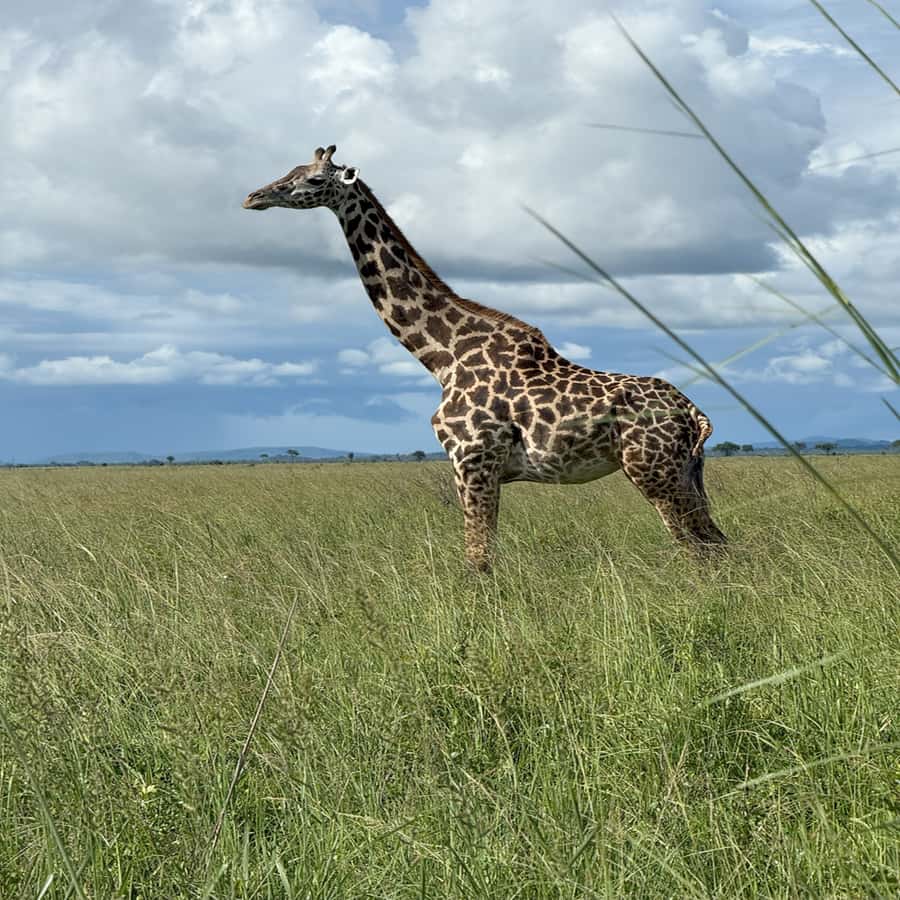 3 Days / 2 Nights Mikumi Safari by SGR Train from Zanzibar - What the $700 price includes