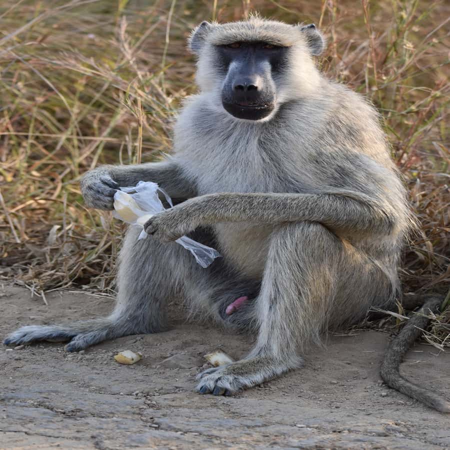 3 Days / 2 Nights Mikumi Safari by SGR Train from Zanzibar - Accommodation and meals: confirm the details