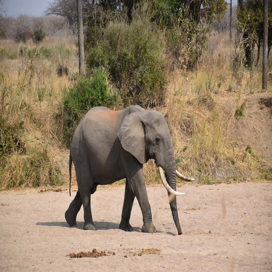 3 Days / 2 Nights Mikumi Safari by SGR Train from Zanzibar - Who should book this safari
