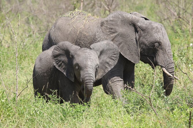 3 Days/2Nights Nyerere National Park Safari - Key points to know before booking