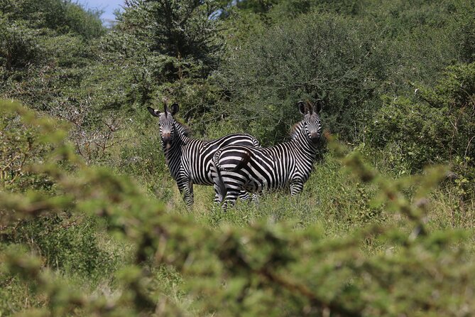 3 Days/2Nights Nyerere National Park Safari - Meals, transport, and what the price really covers