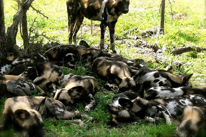 3 Days/2Nights Nyerere National Park Safari - Who will get the most from this safari