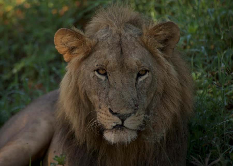 3-days adventure from Dar-es-Salaam to Mikumi National Park - Key points to know before booking