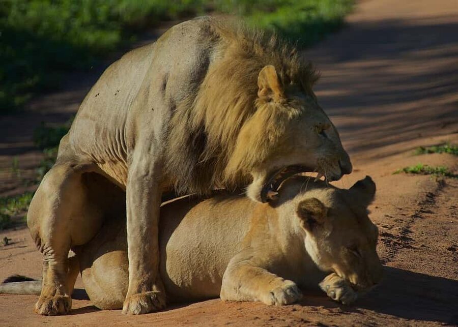 3-days adventure from Dar-es-Salaam to Mikumi National Park - Why Mikumi works well from Dar es Salaam