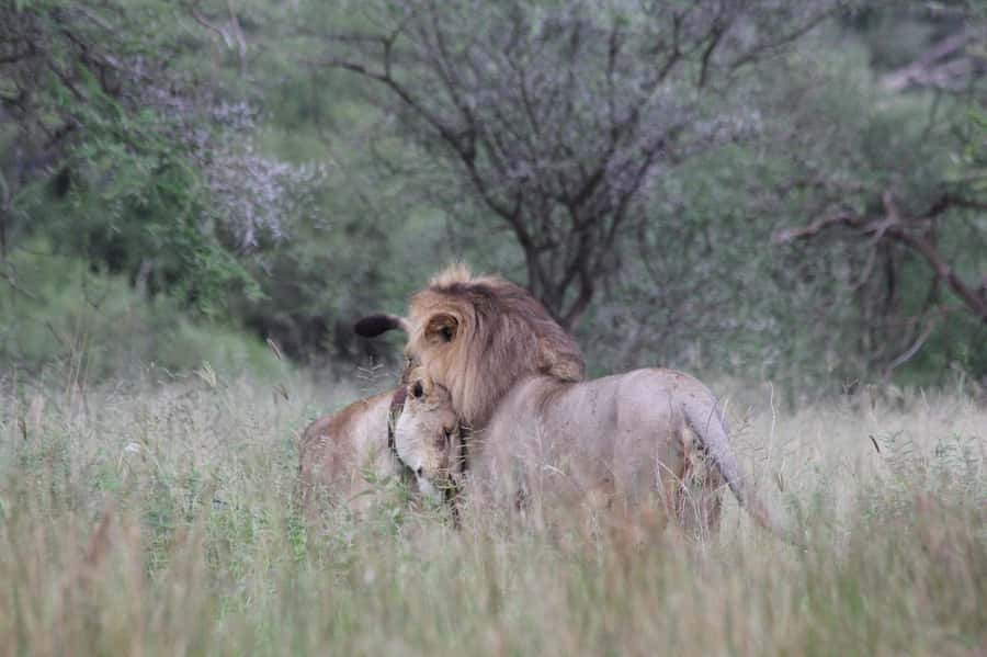 3-days adventure from Dar-es-Salaam to Mikumi National Park - Day 2: a full day in the Mikumi National Park