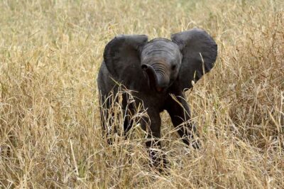3-days adventure from Dar-es-Salaam to Mikumi National Park