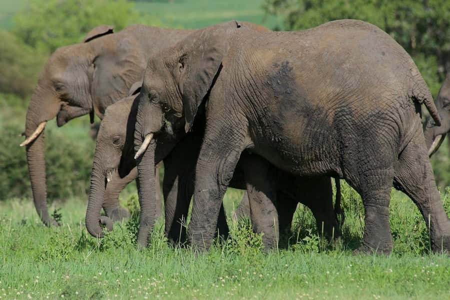 3-days adventure from Dar-es-Salaam to Mikumi National Park - What the $450 price includes