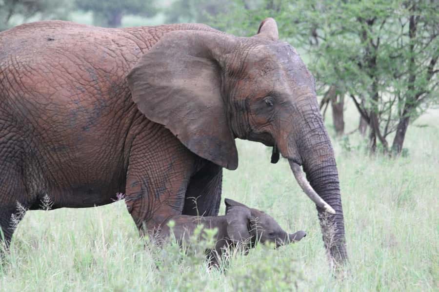 3-days adventure from Dar-es-Salaam to Mikumi National Park - Who should choose this three-day safari