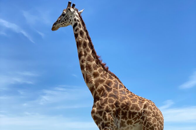 3-Days Arusha National Park-Tarangire park - Ngorongoro Crater - Three parks, three different views of Tanzania