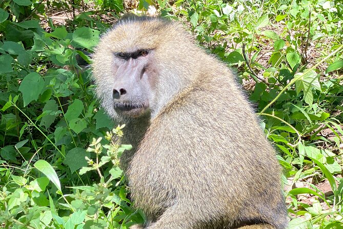 3-Days Arusha National Park-Tarangire park - Ngorongoro Crater - What the $850 price really covers