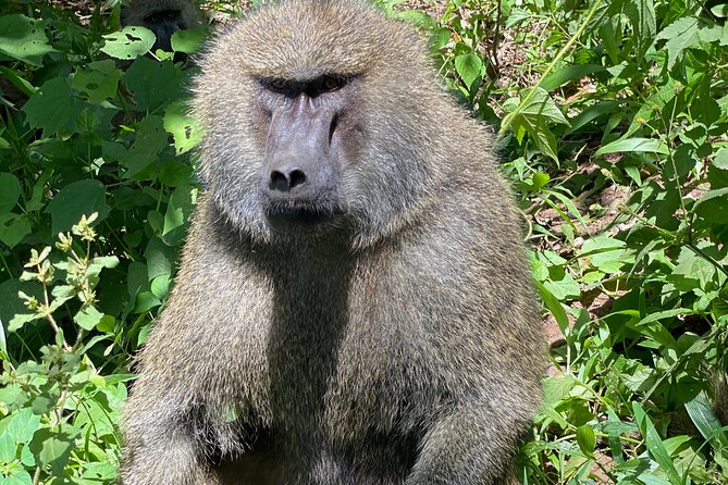 3-Days Arusha National Park-Tarangire park - Ngorongoro Crater - Group size, timing, and practical comfort