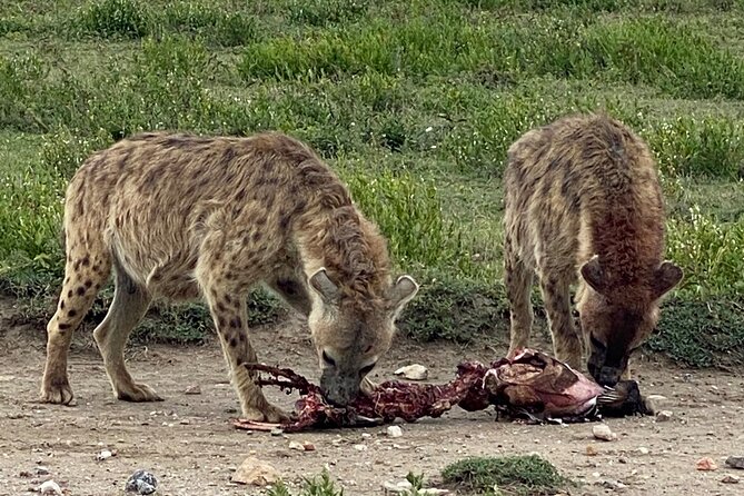 3-Days Arusha National Park-Tarangire park - Ngorongoro Crater - Who will get the most from this safari