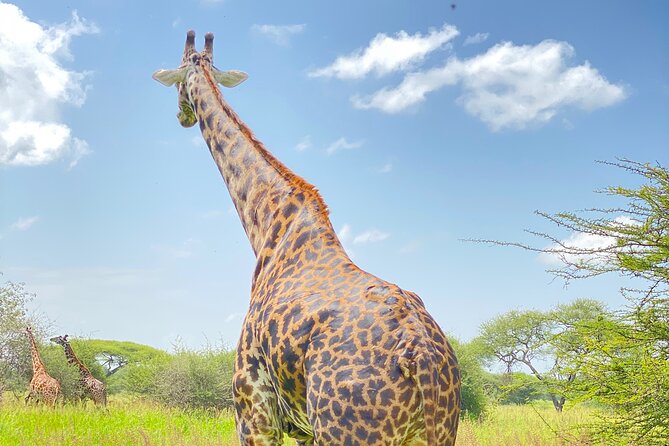 3-Days Arusha National Park-Tarangire park - Ngorongoro Crater - Day two: elephants and baobabs in Tarangire