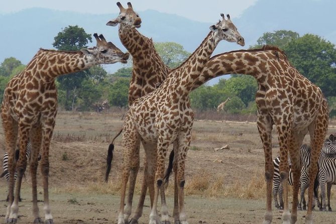 3 Days - Game Viewing Safari in Nyerere National Park - Key points to know before booking