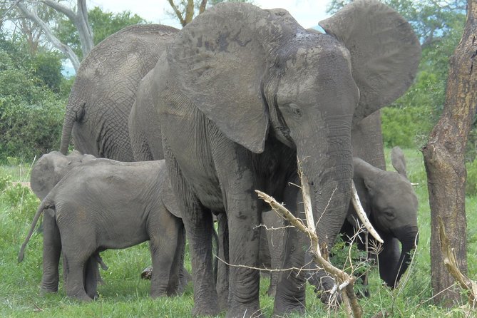 3 Days - Game Viewing Safari in Nyerere National Park - Why this safari works for a short Tanzania trip