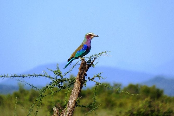 3 Days - Game Viewing Safari in Nyerere National Park - Day one: reaching the Rufiji River