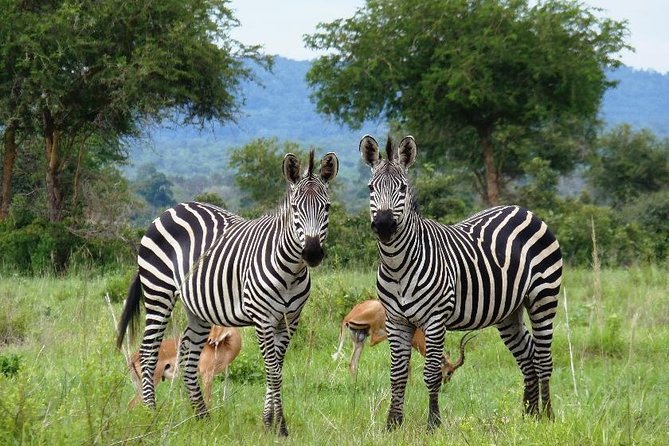 3 Days - Game Viewing Safari in Nyerere National Park - Day two: the main game drive