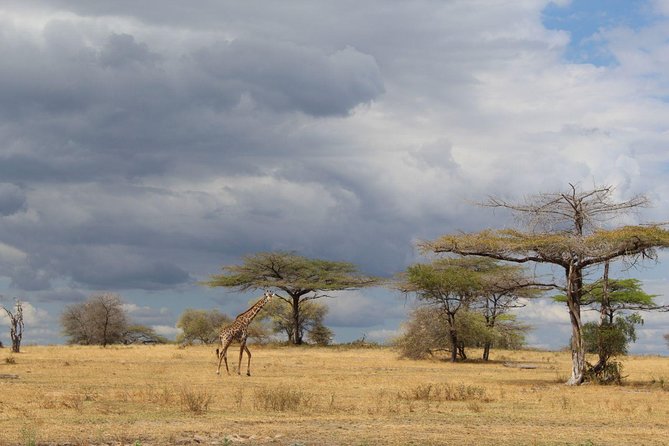 3 Days - Game Viewing Safari in Nyerere National Park - Day three: walking outside the reserve