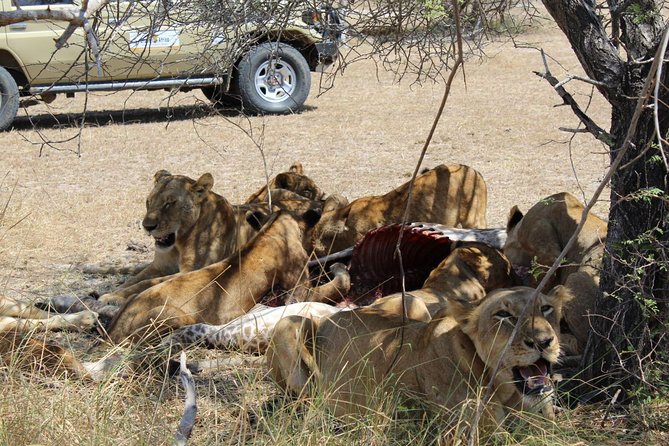 3 Days - Game Viewing Safari in Nyerere National Park - What the $915.39 price really covers