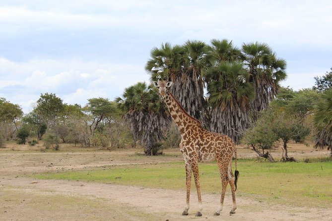 3 Days - Game Viewing Safari in Nyerere National Park - The accommodation and meal rhythm
